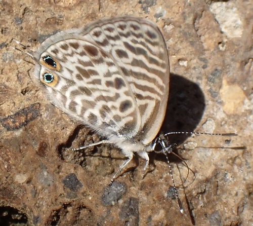 Lang's Short-tailed Blue
