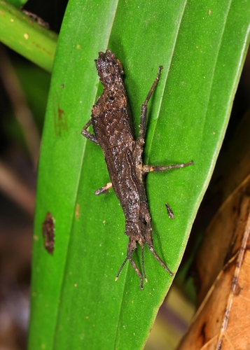 Orestes guangxiensis