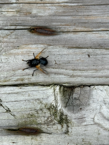 Noon Fly