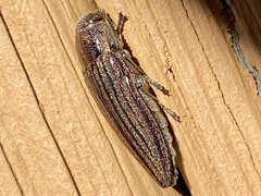 Buprestis striata