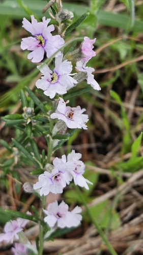 Dampiera rosmarinifolia
