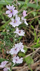 Dampiera rosmarinifolia