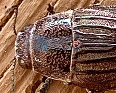Buprestis striata