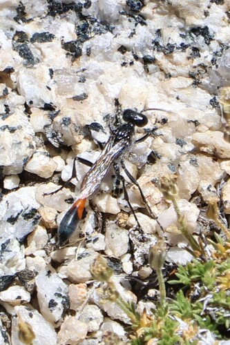 iNaturalist observation photo of Thread-waisted Sand Wasps