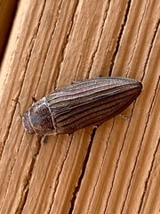 Buprestis striata