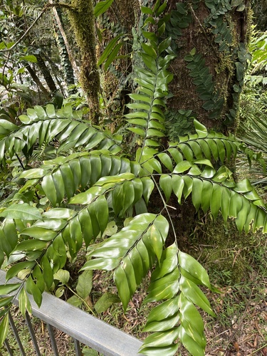 Bowenia spectabilis, photograph 3