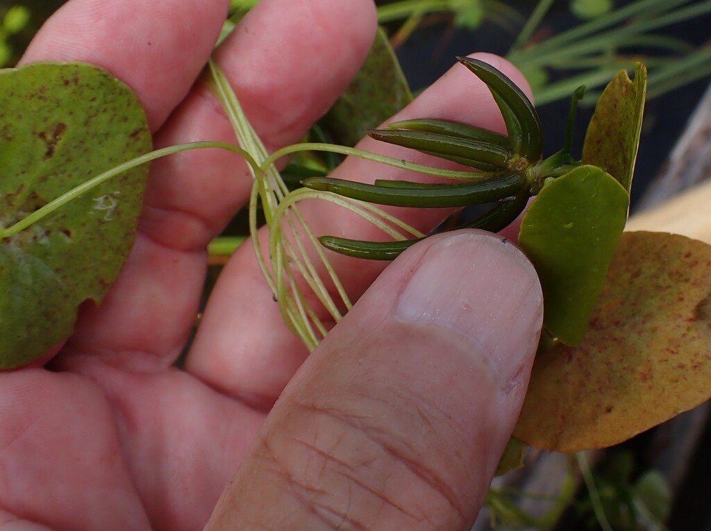 Nymphoides cordata; photograph author not stated, no rights reserved