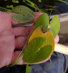 author not stated, no rights reserved Nymphoides cordata, photograph author not stated, no rights reserved