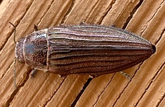 Buprestis striata