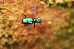 Cylindera versicolor