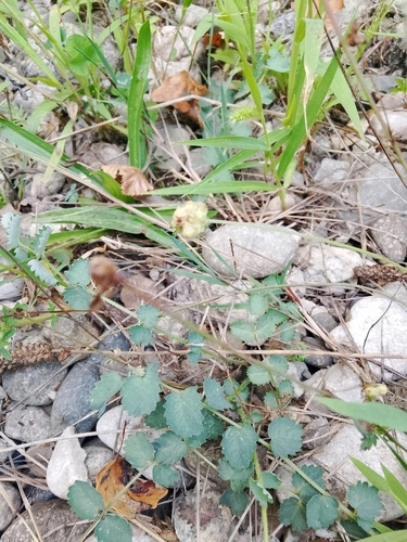 Fodder Burnet
