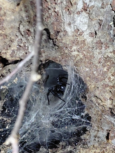 Pireneitega spinivulva