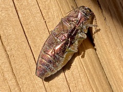 Buprestis striata
