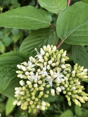Cornus sericea occidentalis