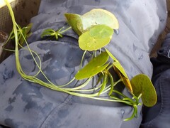 author not stated, no rights reserved Nymphoides cordata, photograph author not stated, no rights reserved