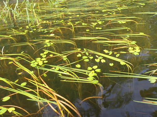 Nymphoides cordata, photograph 4
