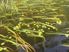 author not stated, no rights reserved Nymphoides cordata, photograph author not stated, no rights reserved