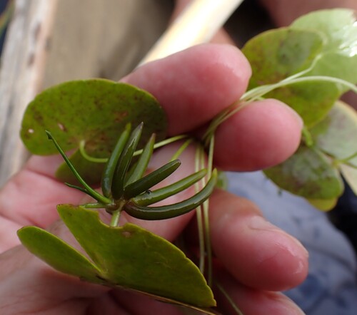Nymphoides cordata, photograph 5