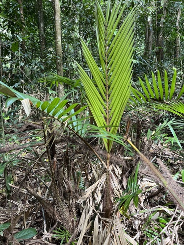Calamus australis