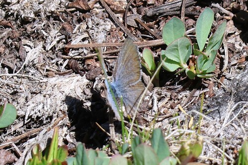 iNaturalist observation photo of Polyommatina