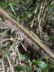Calamus australis, photograph (c) Samuel Brown, some rights reserved (CC BY)