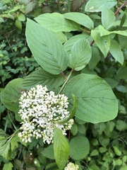 Cornus sericea occidentalis