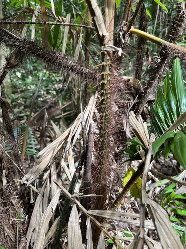 Calamus australis, photograph 3