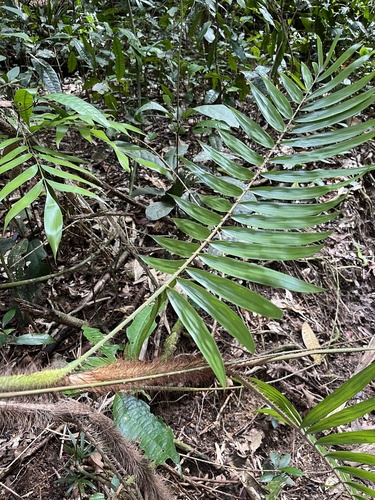 Calamus australis, photograph 4