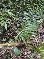 Calamus australis, photograph (c) Samuel Brown, some rights reserved (CC BY)