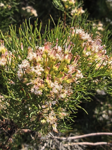 Serruria fasciflora, photograph 2