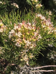 author not stated, no rights reserved Serruria fasciflora, photograph author not stated, no rights reserved