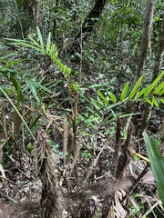 Calamus australis, photograph (c) Samuel Brown, some rights reserved (CC BY)