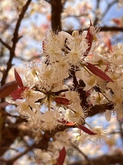 Eugenia dysenterica, photograph (c) Mario Barroso, some rights reserved (CC BY)