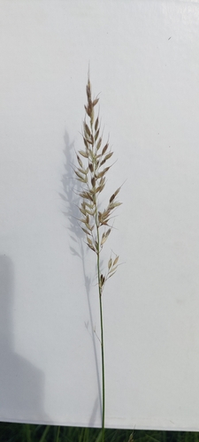 tall oat grass
