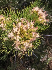 author not stated, no rights reserved Serruria fasciflora, photograph author not stated, no rights reserved