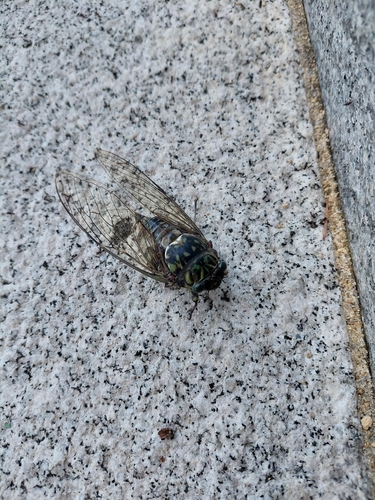 Robust Cicada