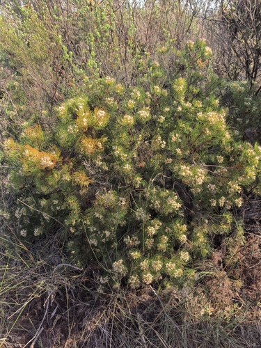 Serruria fasciflora, photograph 4