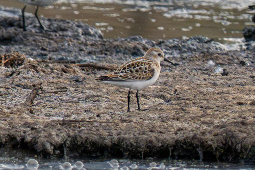 Little Stint