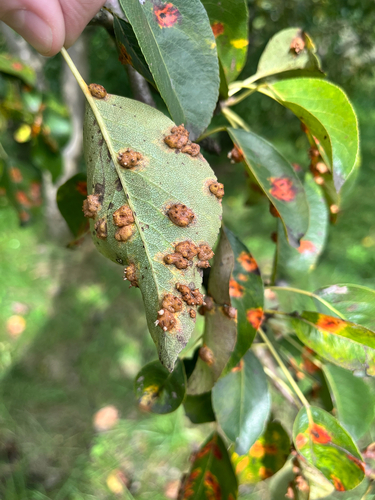 Pear Rust