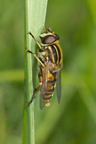 Sun Fly, photo 7 of 8