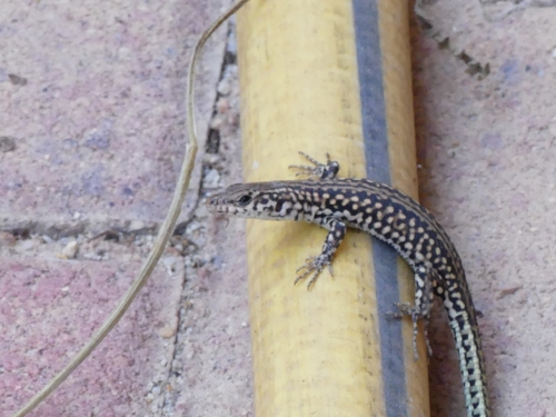 Guadarrama Wall Lizard
