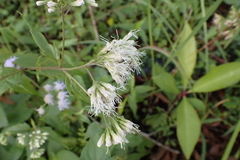 Eupatorium tashiroi