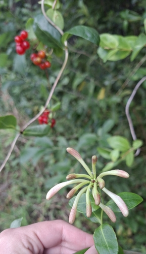 Common Honeysuckle