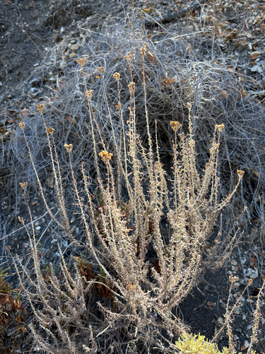 Eriophyllum confertiflorum, 2026-09-05