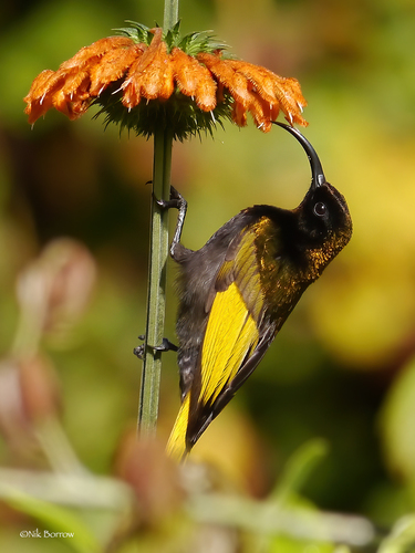 Golden-winged Sunbird