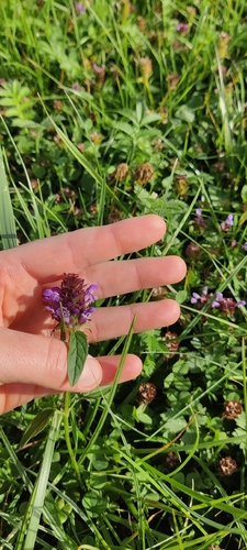 common selfheal