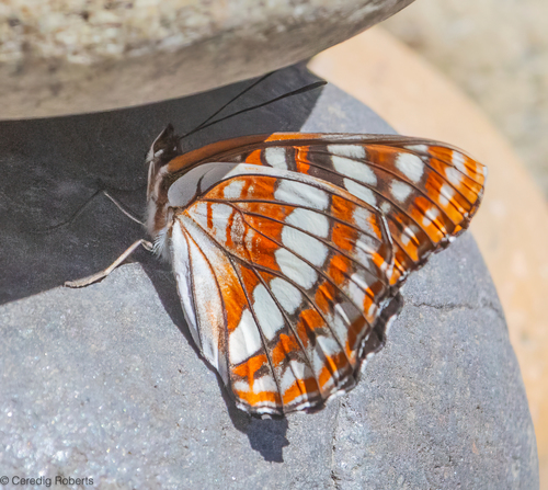 Lorquin's Admiral