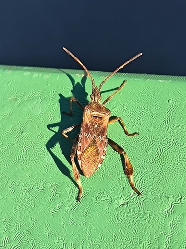 Western Conifer Seed Bug