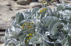 Senecio candidans
