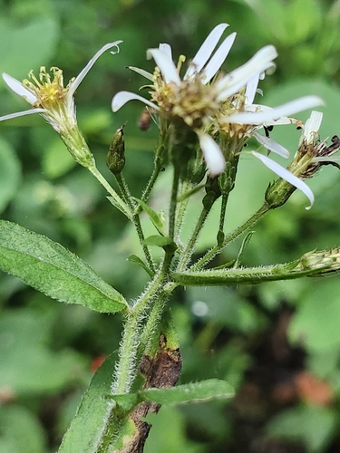 Eurybia schreberi observed 2026-09-06